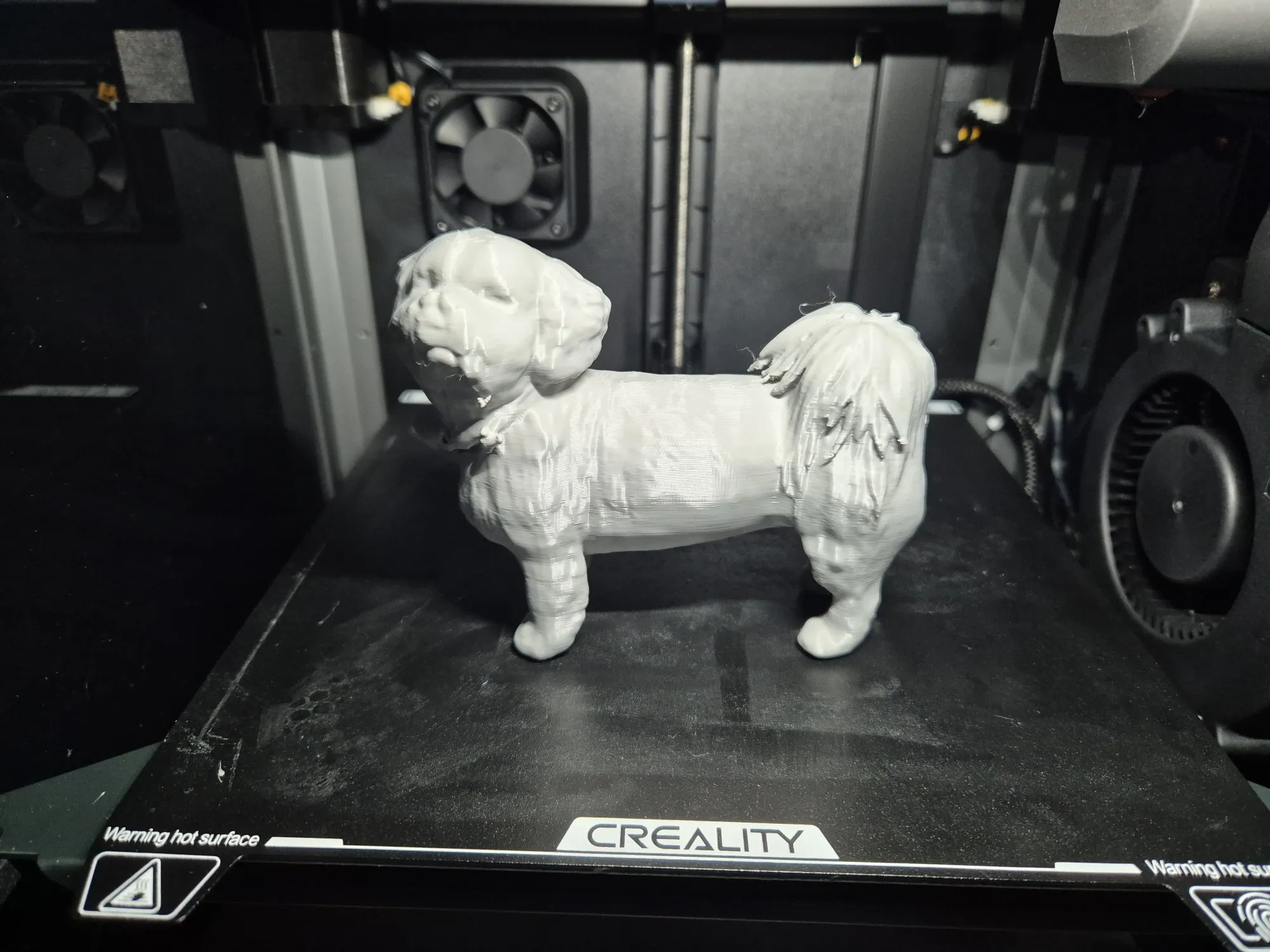 Lhasa Apso-3