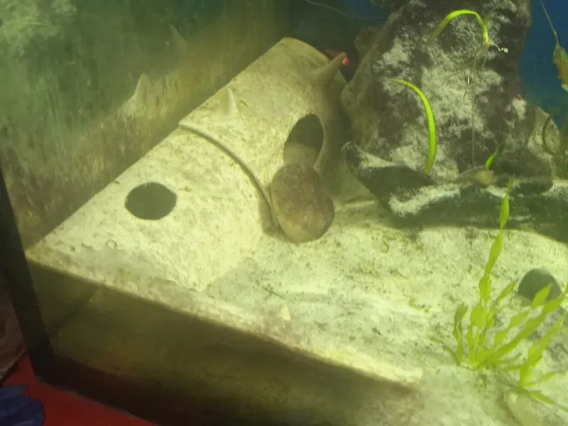 Hollow log in the aquarium
