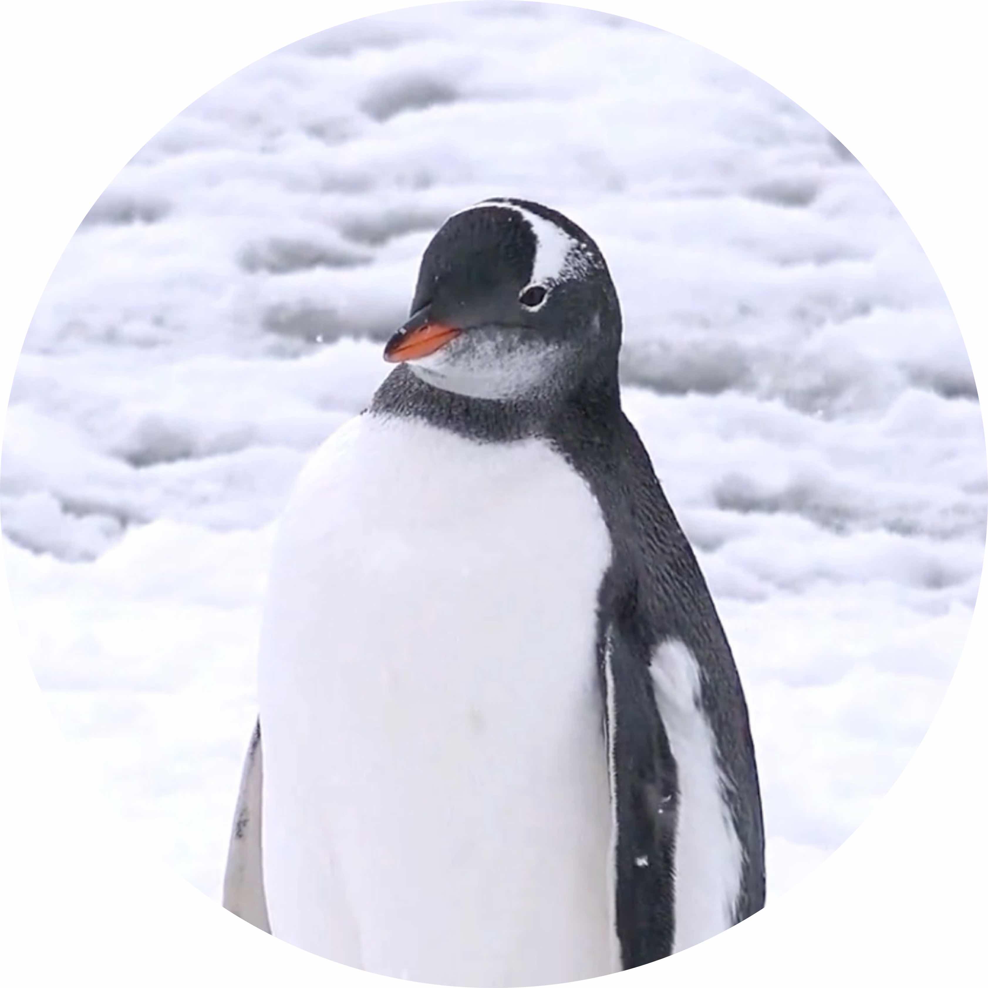 avatar of Onaloth