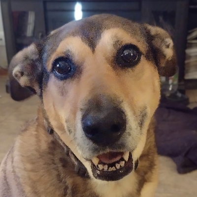 avatar of Rogue Plasticiser