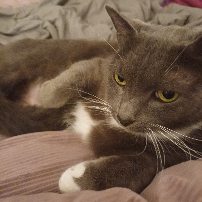 avatar of Lillyrocket