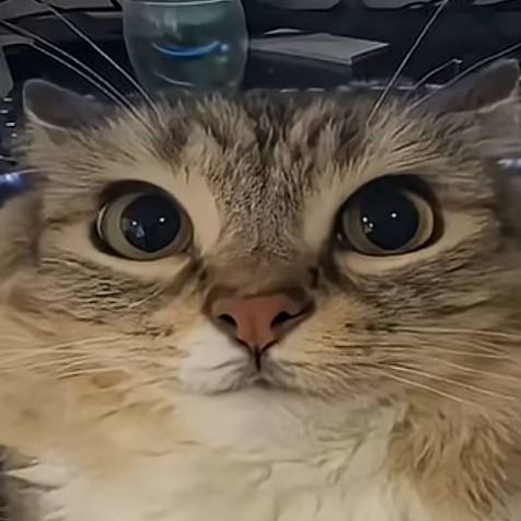 avatar of cattop