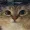 cattop