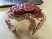 crab case-0