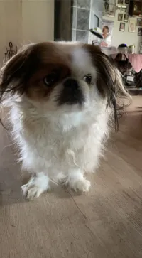 Gismo 150-2