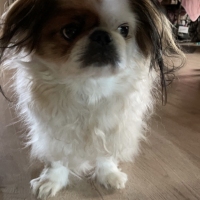 Gismo 150-2