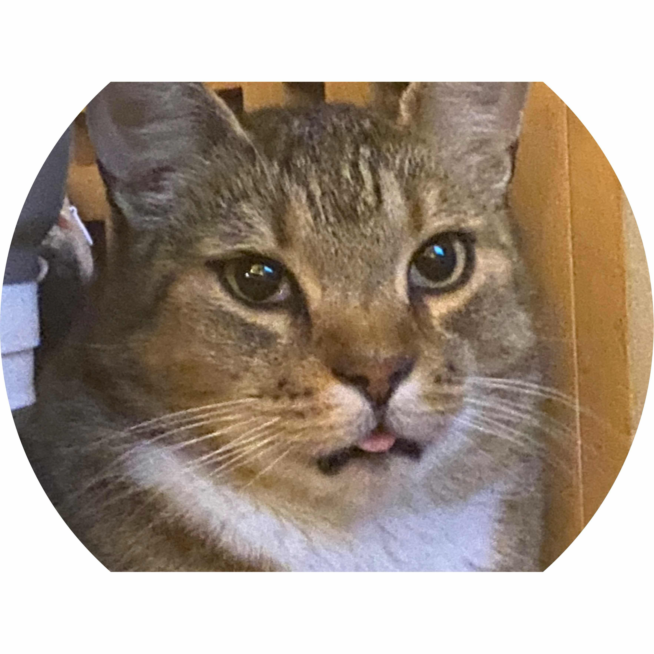 avatar of Cat17544e