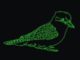 Australian Kookaburra-0