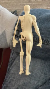 Human Body Educational Model - Education - PLA - 3D printed product - фото 6
