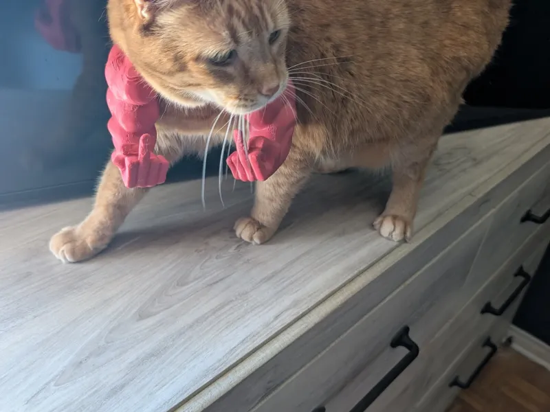 Cat arms Middle finger 