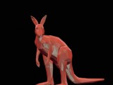 kangaroo -4