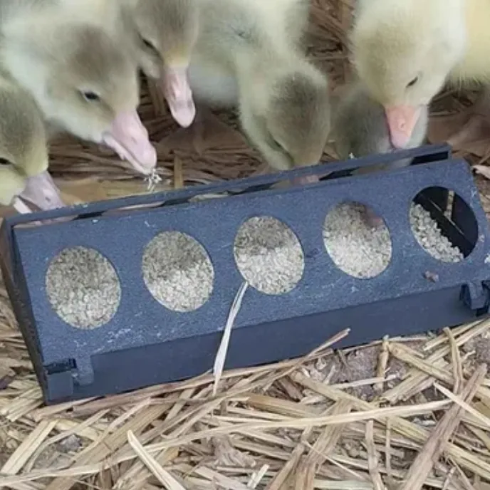 chick feeder