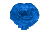 rose-5