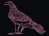 Australian Wedge Tail Eagle-0