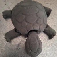 Box Turtle-2