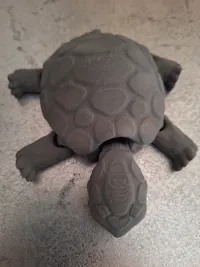 Box Turtle-2