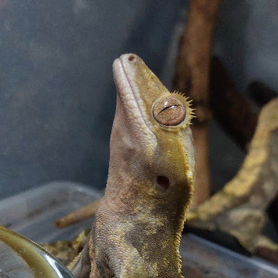 avatar of 3dpiss