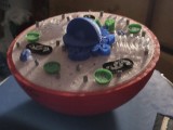 Animal cell model-0
