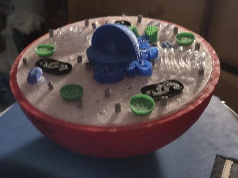Animal cell model