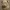 Cute Old English Bulldog Puppy Bust