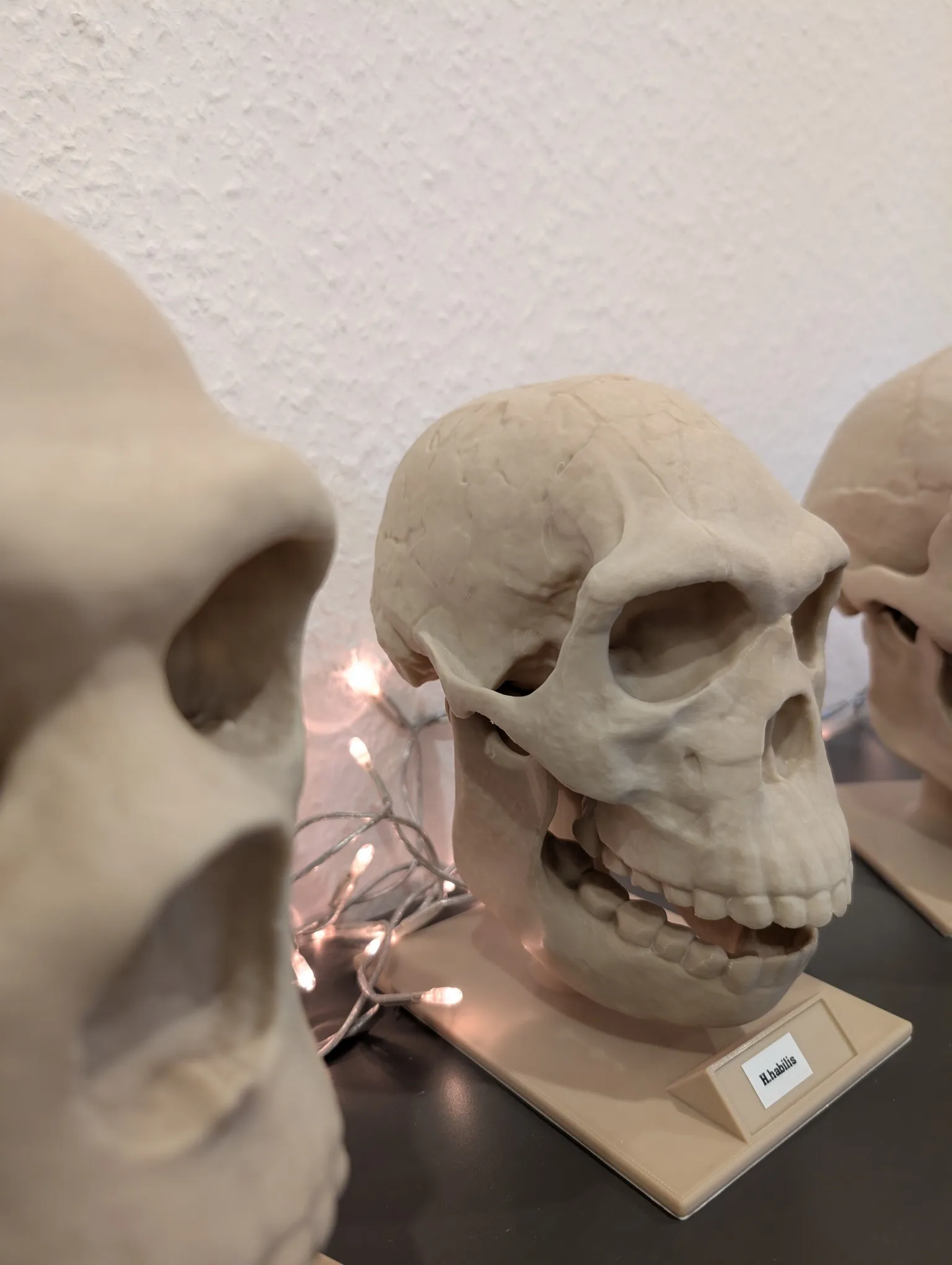 Homo neanderthalensis Skull - Educational Model & Stand 🦴💀-4