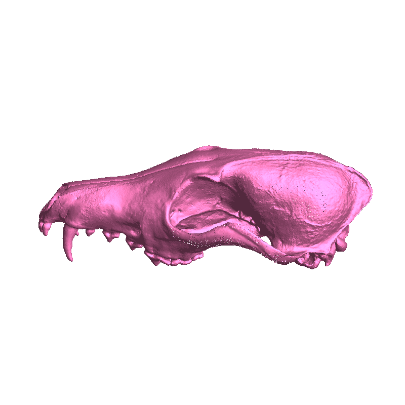 Red Fox Skull Scan from real skull ( Vulpes vulpes )