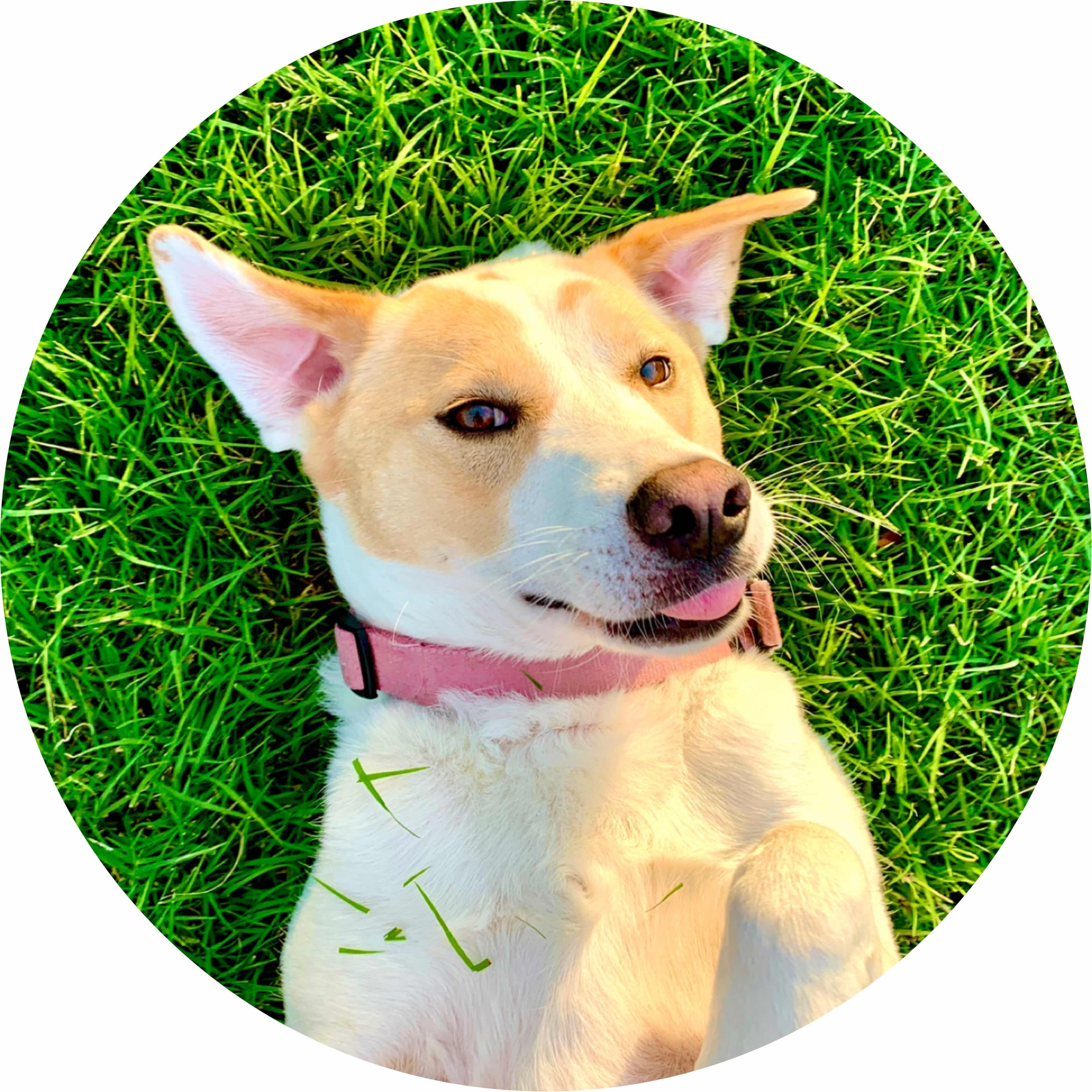 avatar of RaptorFishRex