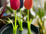 tulip-0