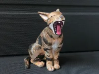 Yorkshire Terrier-0