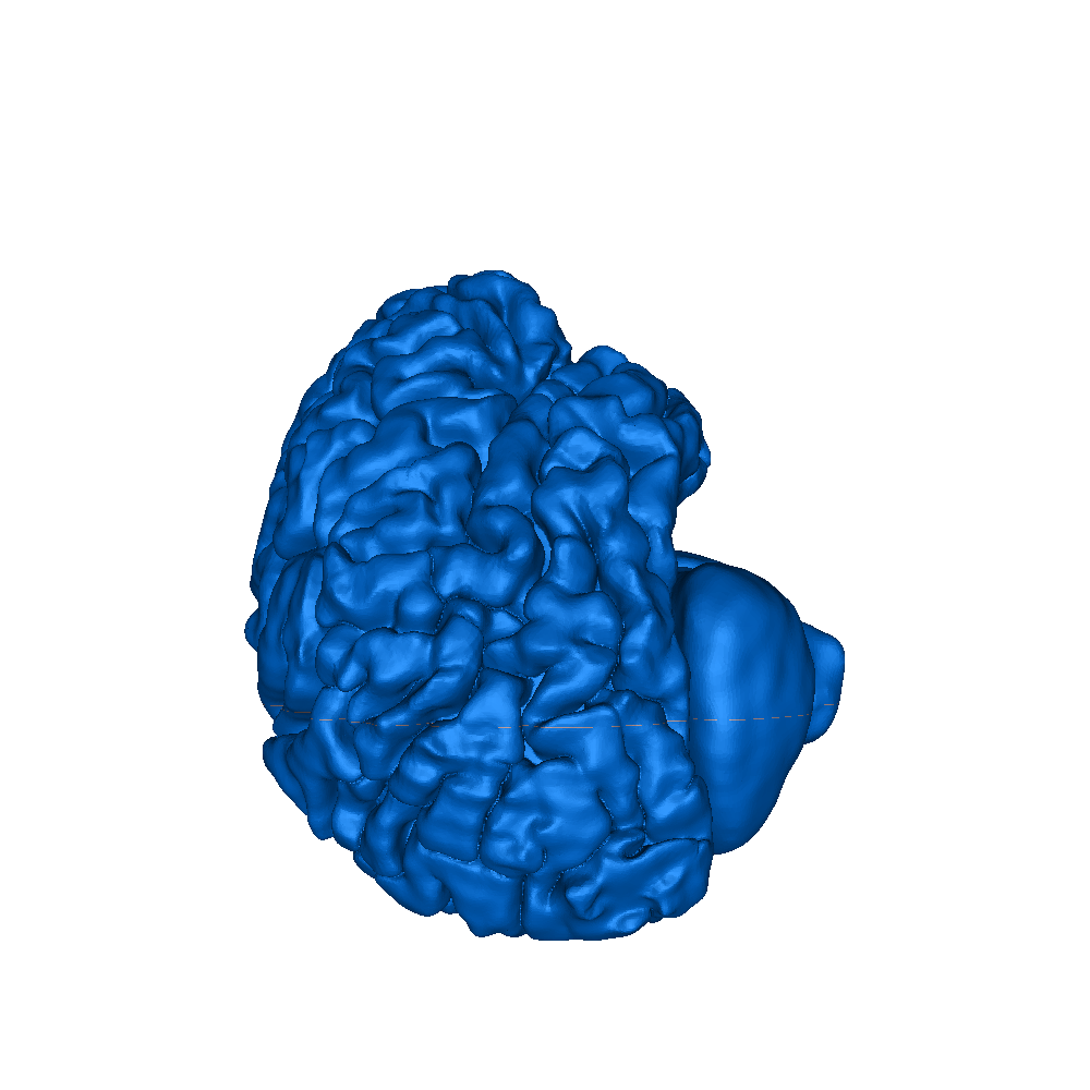 Full size human brain | 3D models download | Creality Cloud