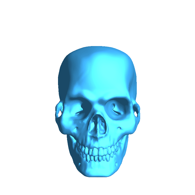 Human Skull-5