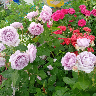 avatar of Ольга Минчева