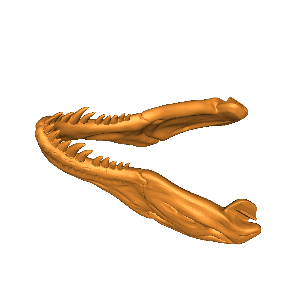 T-Rex Kafatası