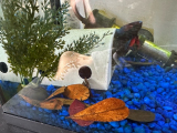 Betta House-0