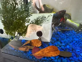 Betta House