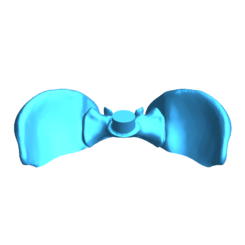 Dorso articolato con base