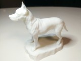 American Pitbull-4