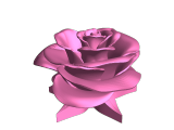 Real rose-1