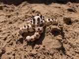 Flexi Starfish - Horned Seastar / Chocolate Chip Seastar-6