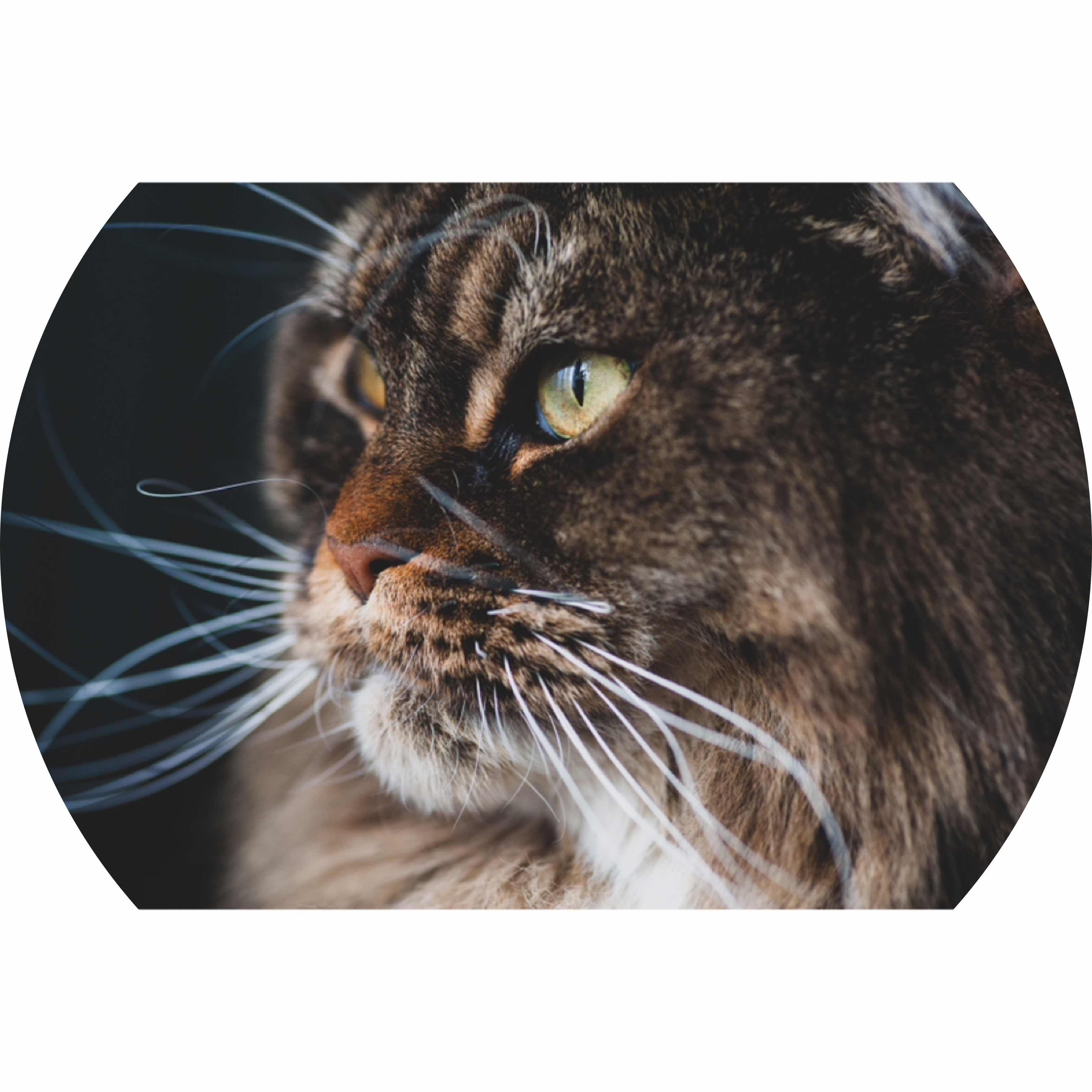 avatar of Ricknr9