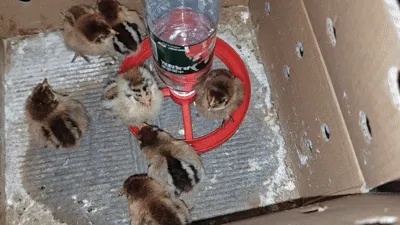 Automatic Anti-Splash Water Trough for Chicks and Button Quails-1