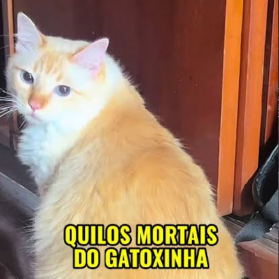 avatar of 🐈🐾Gatoxinha🐾🐈