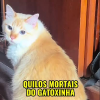 avatar of 🐈🐾Gatoxinha🐾🐈