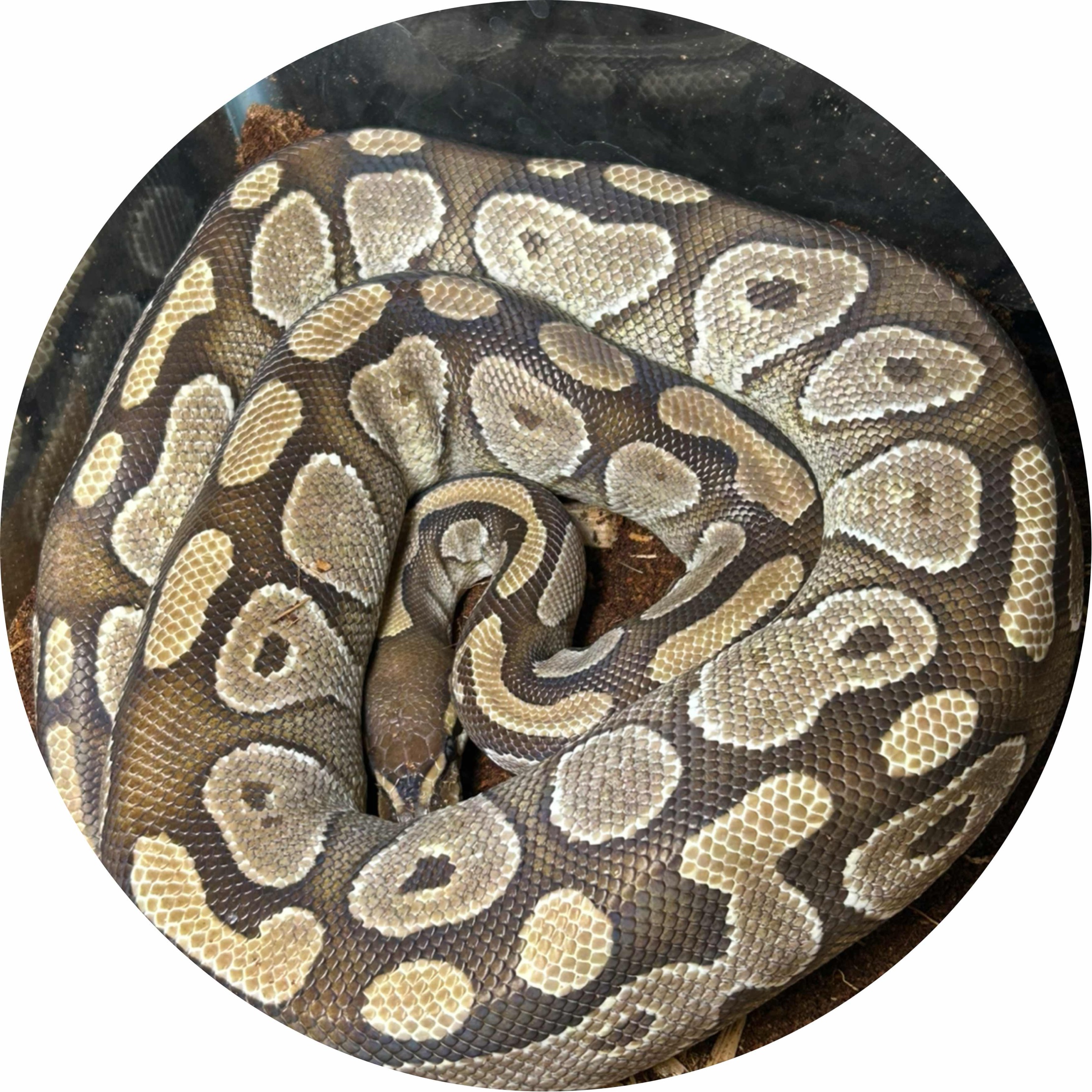 avatar of AngryNikka