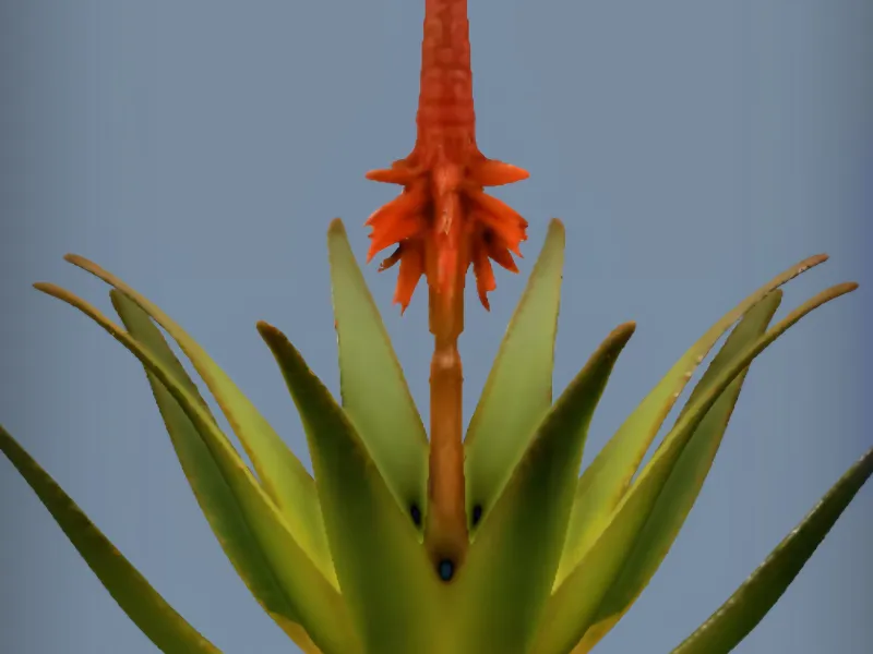Aloe Plant