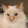 avatar of MalDomVi