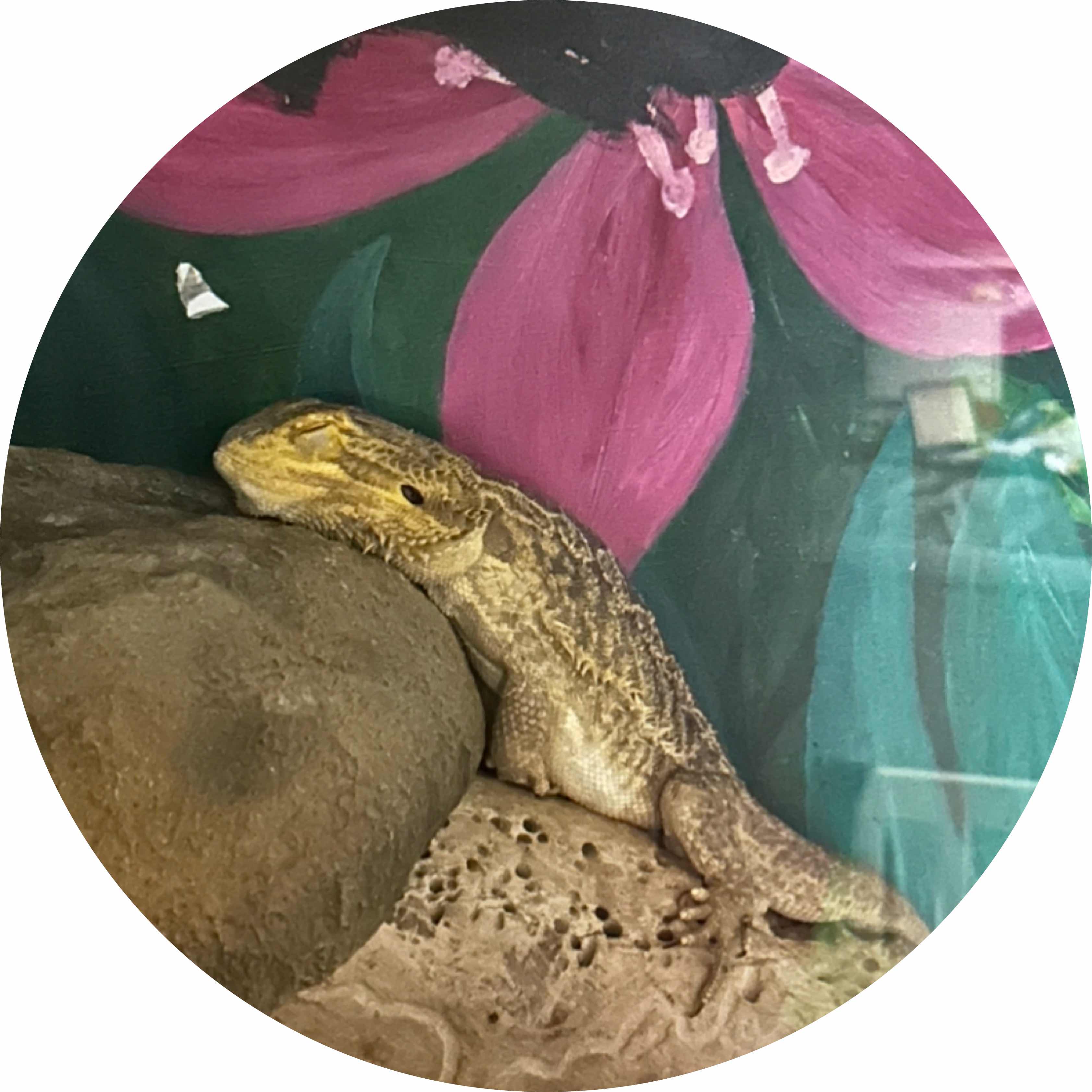 avatar of LizardLover