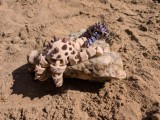 Flexi Starfish - Horned Seastar / Chocolate Chip Seastar-1