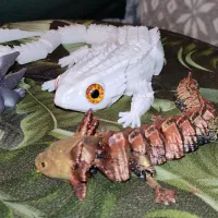 The Baby Dragon-2