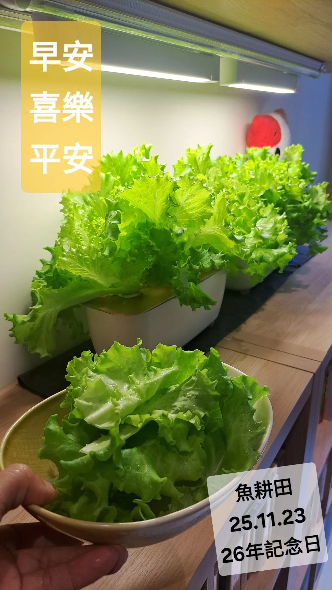 Hydroponic Planter (Dual Size)  , F&F格柵造型水耕盆（雙尺寸）-1